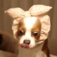 舌なめずりする犬