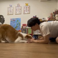 飼い主の前でふせをする犬