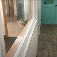 驚いて固まる柴犬