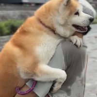 上手に抱っこされるおはるちゃん