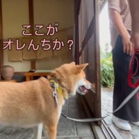 家の中をキョロキョロ