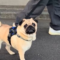 立ち止まるむさし君