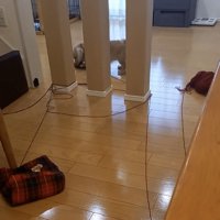 柱の間にいる犬