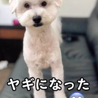 ヤギになった！！