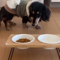 ご飯の前で旋回してしまう