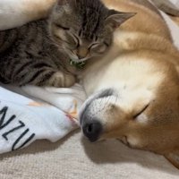 寄り添ってお昼寝♪