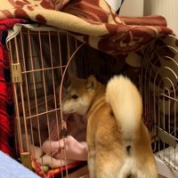 飼い主さんをチラ見して、ケージの中へ