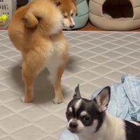 「この犬どうにかして…」