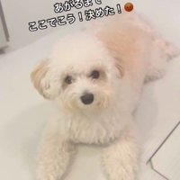 お風呂場に突撃するジジくん6