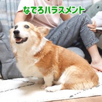はなちゃんは「撫でろ」と要求