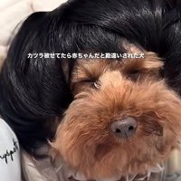カツラを被ったワンコ3