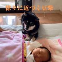 リコちゃんのそばまできたミヤビちゃん