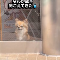 悲しそうな犬