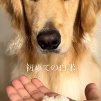 差し出された白米をじっと見つめる犬