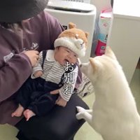 おまめちゃんと赤ちゃんの別れ2