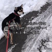 飼い主の方を見る犬