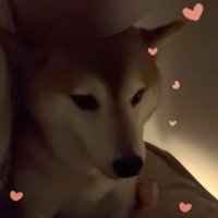 飼い主さん、幸せの極み
