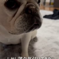 犬のアップ