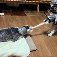 引っ張り合っこする2匹2