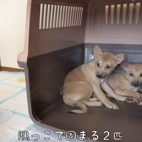 ビクビク怯えていた…