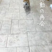 リードを引っ張る柴犬