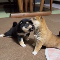 あらら！食べられちゃった
