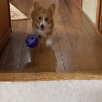 ボールを落とすロイくん