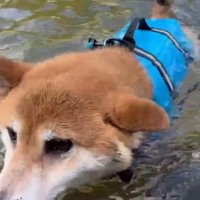 初めて犬かきする柴犬