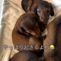 続々と起きだす子犬