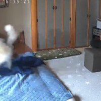 慌てふためく大福ちゃん