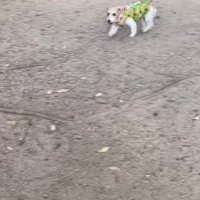 サフランちゃんの予想外の行動3