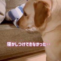 寝かしつけできなかったダッフィーちゃん