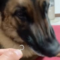 頭を横に振る犬