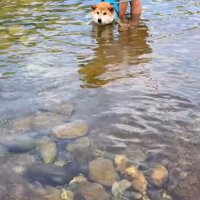 抱っこしてもらって川に入った柴犬