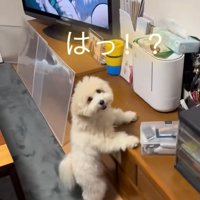 おどろくてんてん君