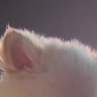 犬の頭