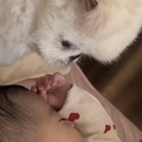 赤ちゃんを鋭い眼差しで見つめる犬アップ