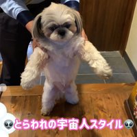 とらわれた宇宙人ごっこ？