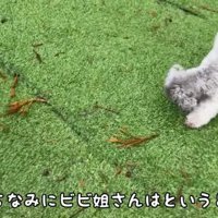 マイペースなビビちゃん