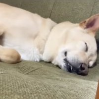眠っている保護犬