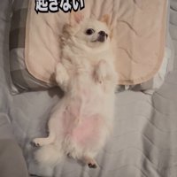 起きてくれない犬