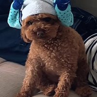 わんこが家族に♡