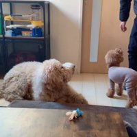 見上げる2匹の犬
