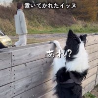 出ていく飼い主を見る中型犬