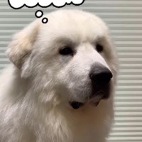 マハロくんと赤ちゃん4