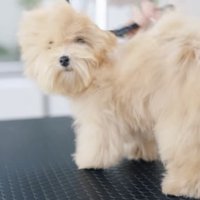 ドライヤーの風を受けながらカメラをふり返る犬
