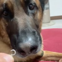 飼い主を見つめる犬