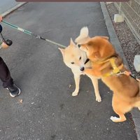 お友達に会った時のぽんた君6