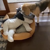 ぬいぐるみに服をかける犬