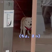 「ちょ、待って…」